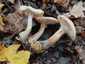 Gumós tuskógomba (Armillaria lutea), Balaton-felvidék